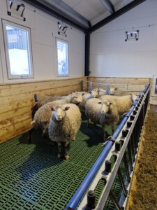 Sauefjøs hos Kjersti og Stian Nordgård Lid. Voss, 2026