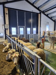 Sauefjøs hos Kjersti og Stian Nordgård Lid. Voss, 2026