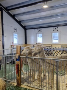 Sauefjøs hos Kjersti og Stian Nordgård Lid. Voss, 2026