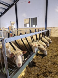 Sauefjøs hos Kjersti og Stian Nordgård Lid. Voss, 2026