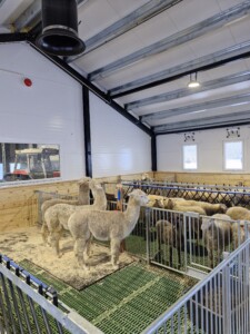 Sauefjøs hos Kjersti og Stian Nordgård Lid. Voss, 2026