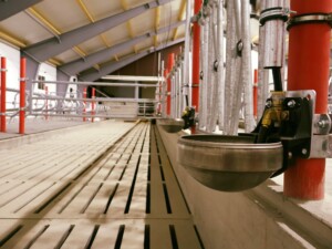 Suevia drikkekar hos Ola Nesset, Tessanden 2025