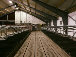 Promat liggebåsmasster hos Ola Nesset, Tessanden 2025