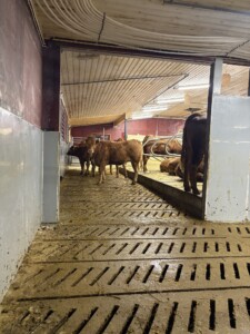 Astri og Ørjan Sveine Hov i Skjåk, 2025