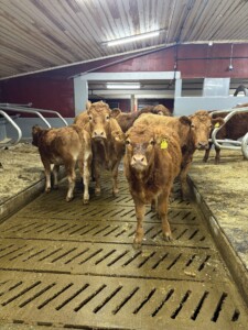 Astri og Ørjan Sveine Hov i Skjåk, 2025