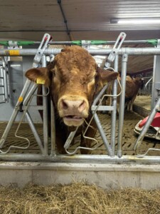 Jourdain fangfront hos Astri og Ørjan Sveine Hov i Skjåk, 2025