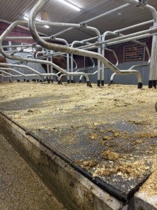 Gummimatte hos Astri og Ørjan Sveine Hov i Skjåk, 2025