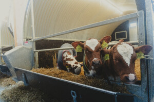 Kalvehall ute. Sander Rem Haugen, Knut Inge Haugen og Tonje Rem. Ørsta, 2026