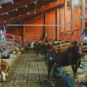 Lely Cosmix og Agricow kubørste. To liggebåsrekker, massivtre.Sander Rem Haugen, Knut Inge Haugen og Tonje Rem. Ørsta, 2026