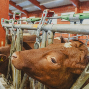 Jourdain innredning. Sander Rem Haugen, Knut Inge Haugen og Tonje Rem. Ørsta, 2026