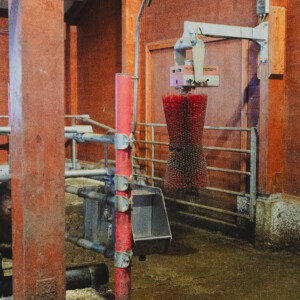 Suevia drikkekar og Agricow kubørste. To liggebåsrekker, massivtre. Sander Rem Haugen, Knut Inge Haugen og Tonje Rem. Ørsta, 2026