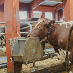 Suevia drikkekar. To liggebåsrekker, massivtre. Sander Rem Haugen, Knut Inge Haugen og Tonje Rem. Ørsta, 2026