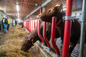 Easyfix fronter og Wopas stolper hos Jostein Østvang. Vingelen, 2026