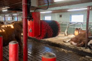 Lely Luna kubørste hos Jostein Østvang. Vingelen, 2026