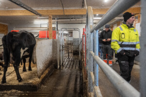 Jourdain innredning hos Jostein Østvang. Vingelen, 2026