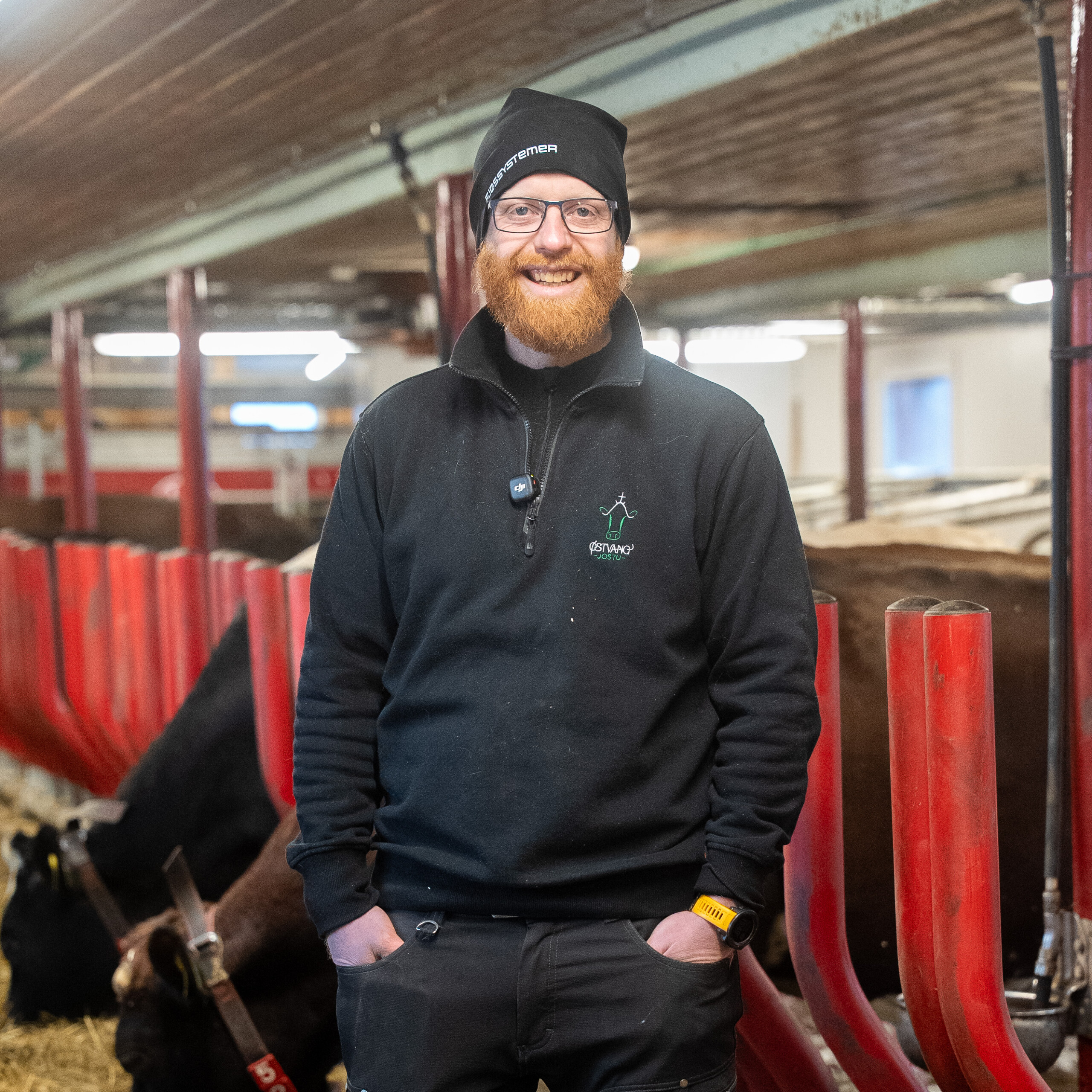 Økologisk melkeproduksjon hos Østvang