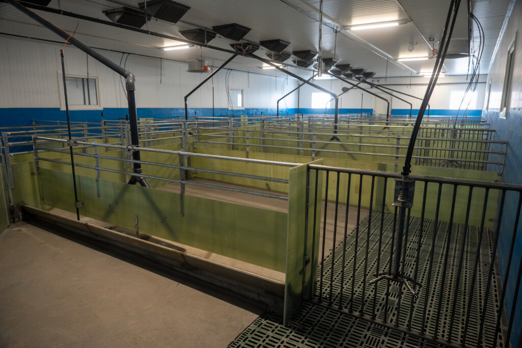 Slaktegrisavdeling med god plass og fokus på dyrevelferd. Glassfiberinventar og MIK plastrister. Asbjørn Storlien. Brumunddal 2025