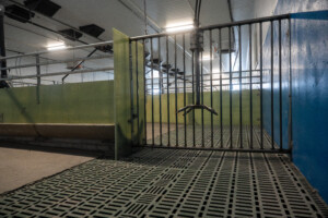 Slaktegrisavdeling med god plass og fokus på dyrevelferd. Glassfiberinventar og MIK plastrister. Asbjørn Storlien. Brumunddal 2025