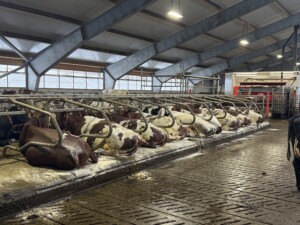 Promat madrasser. Heggheim. Tau, 2026