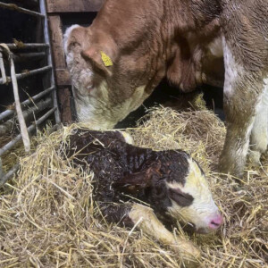 Kalving i ammekufjøset