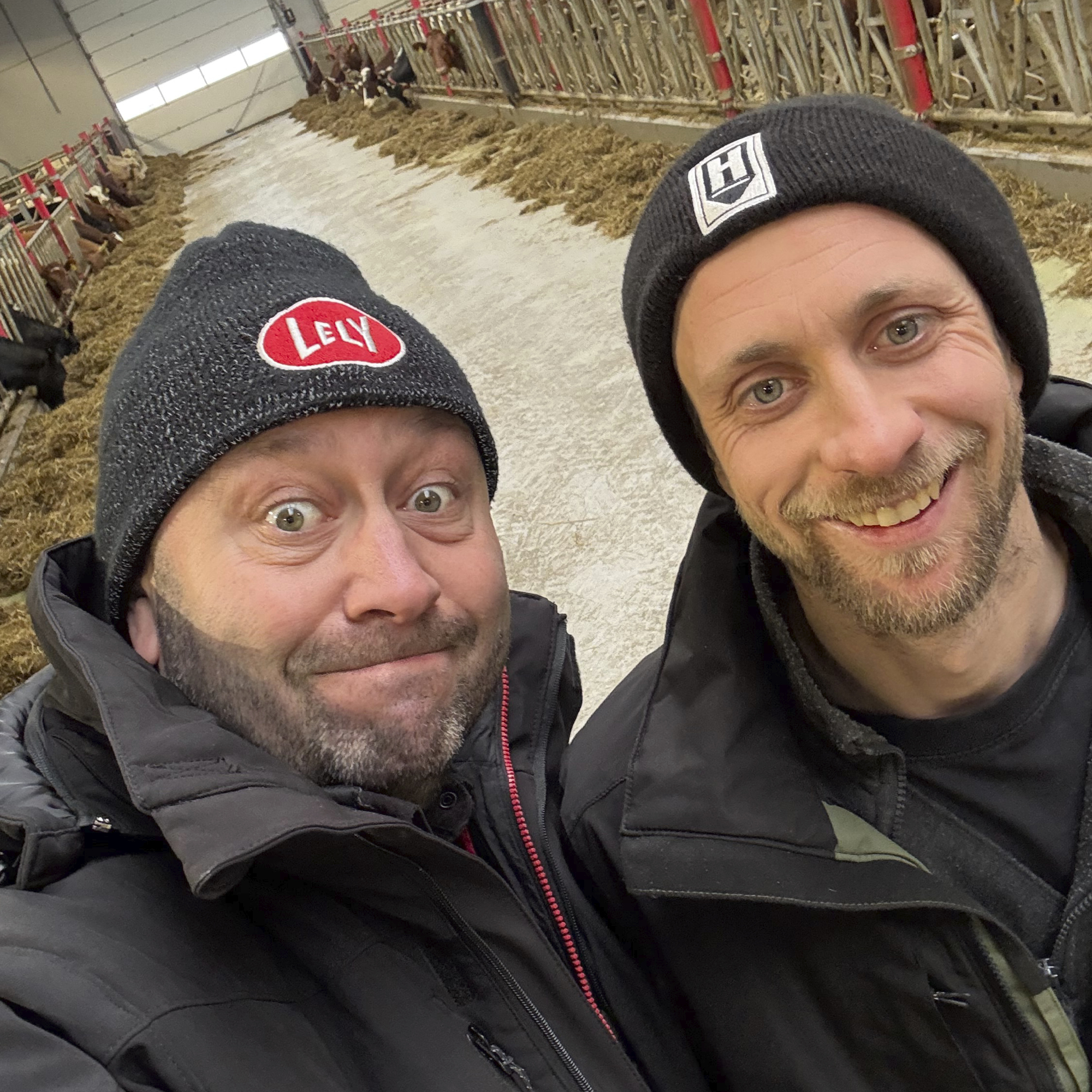 Åpent fjøs hos Heggheim i Bjørheimsbygd