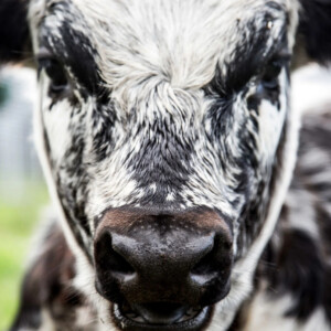 Speckle Park – en spennende nyhet for norske ammekubønder