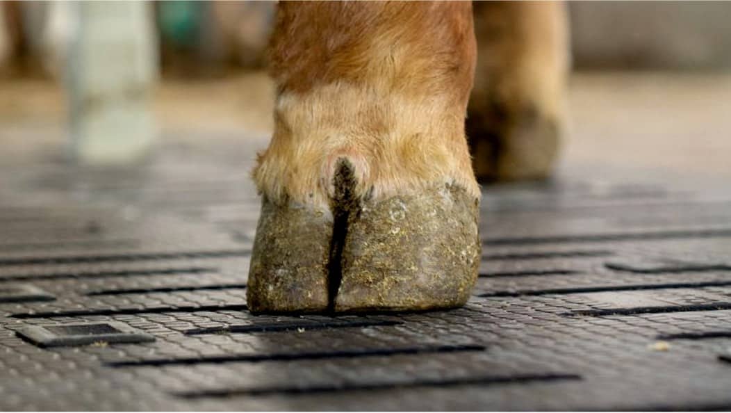 profiKURA gummimatte