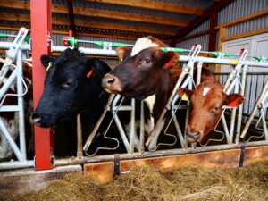 Svanhild og Espen Rode. Voss, 2026