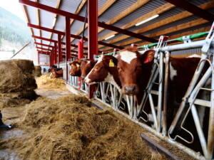 Svanhild og Espen Rode. Voss, 2026