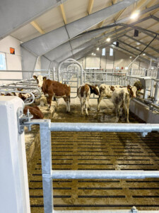 Kalv. Tore Fuglestad. Bjerkreim, 2026