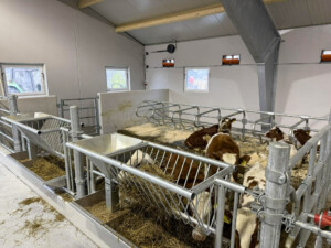 Kalv. Tore Fuglestad. Bjerkreim, 2026