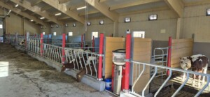 Lely Calm hos Roxana Stangebye. Sigdal, 2026