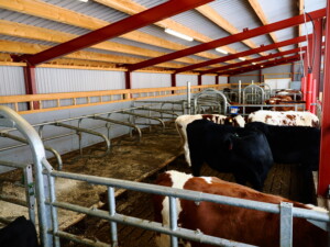 Svanhild og Espen Rode. Voss, 2026