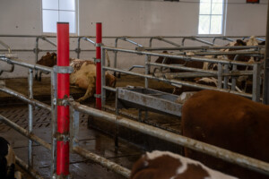 Svein Tore Sveen og Hanne Rugsveen Sveen. Vågå, mars 2026