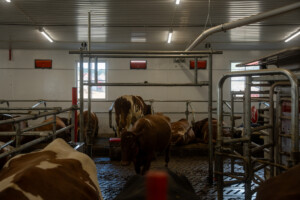 Svein Tore Sveen og Hanne Rugsveen Sveen. Vågå, mars 2026