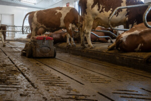Svein Tore Sveen og Hanne Rugsveen Sveen. Vågå, mars 2026