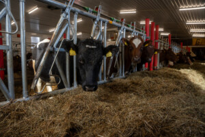 Svein Tore Sveen og Hanne Rugsveen Sveen. Vågå, mars 2026
