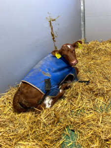 TopCalf Trio XXL Easy Clean kalvebokser hos Matskor Samdrift DA i Etne. Februar 2026