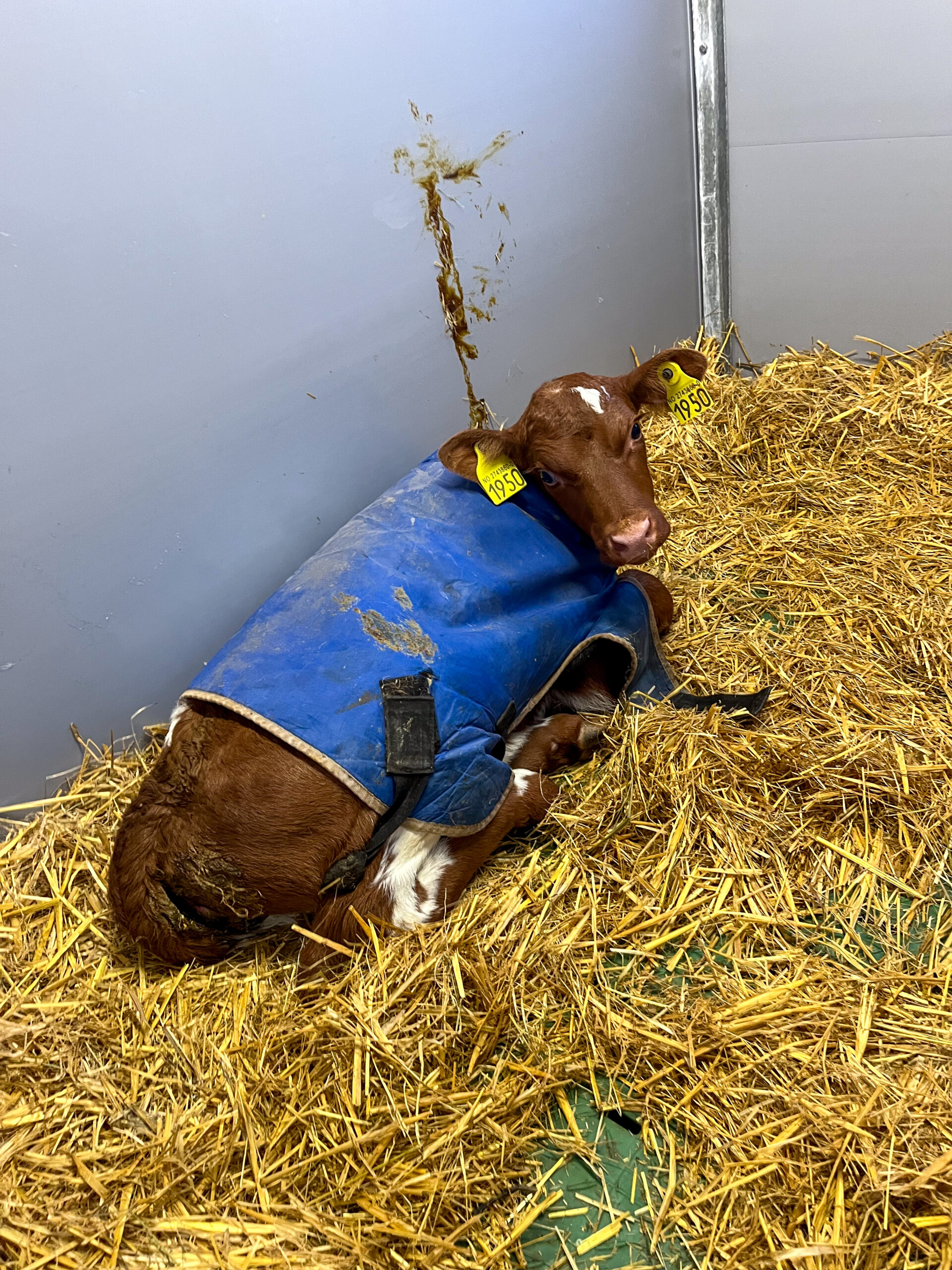TopCalf Trio XXL Easy Clean kalvebokser hos Matskor Samdrift DA i Etne. Februar 2026
