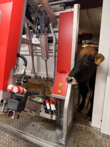 Seterdrift med mobil Lely Astronaut melkerobot i container