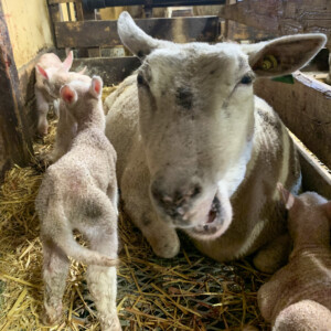 Lamming, vårens vakreste eventyr