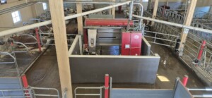 Lely A4 hos Roxana Stangebye. Sigdal, 2026