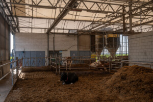 Lely Zeta. Nederland, april 2026