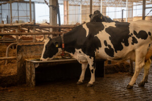 Lely Nederland, april 2026