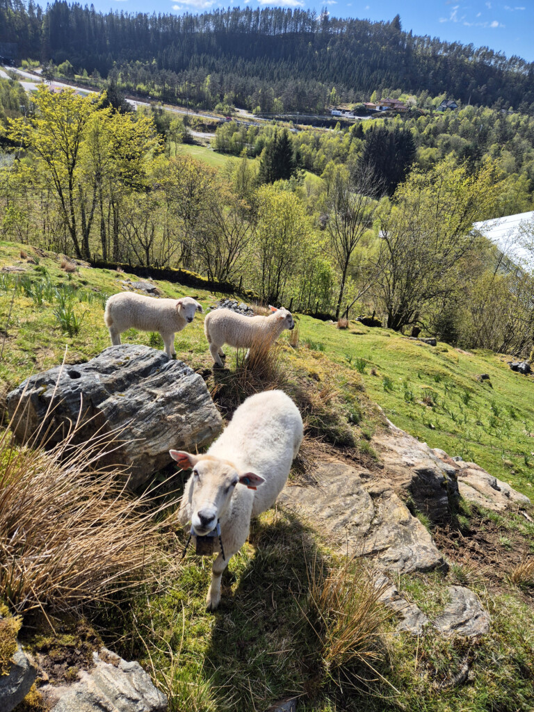 sau, sauefjøs, Voss, Hardanger, Røldal, Suldal, Hjelmeland, Jæren, Rennesøy. 2026