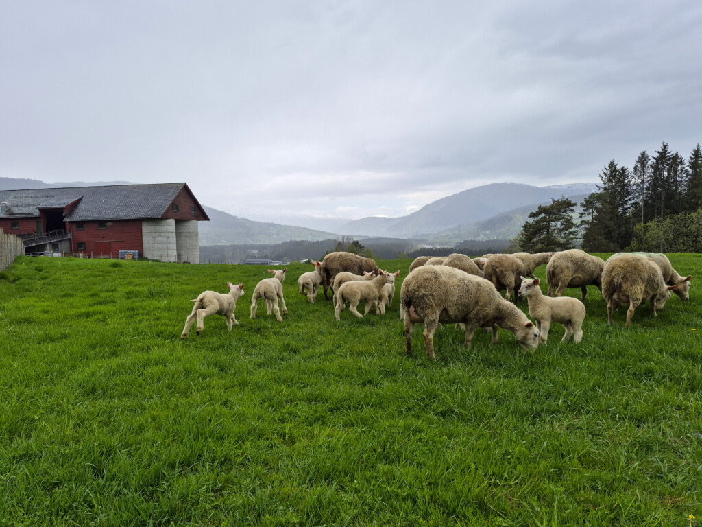 sau, sauefjøs, Voss, Hardanger, Røldal, Suldal, Hjelmeland, Jæren, Rennesøy. 2026