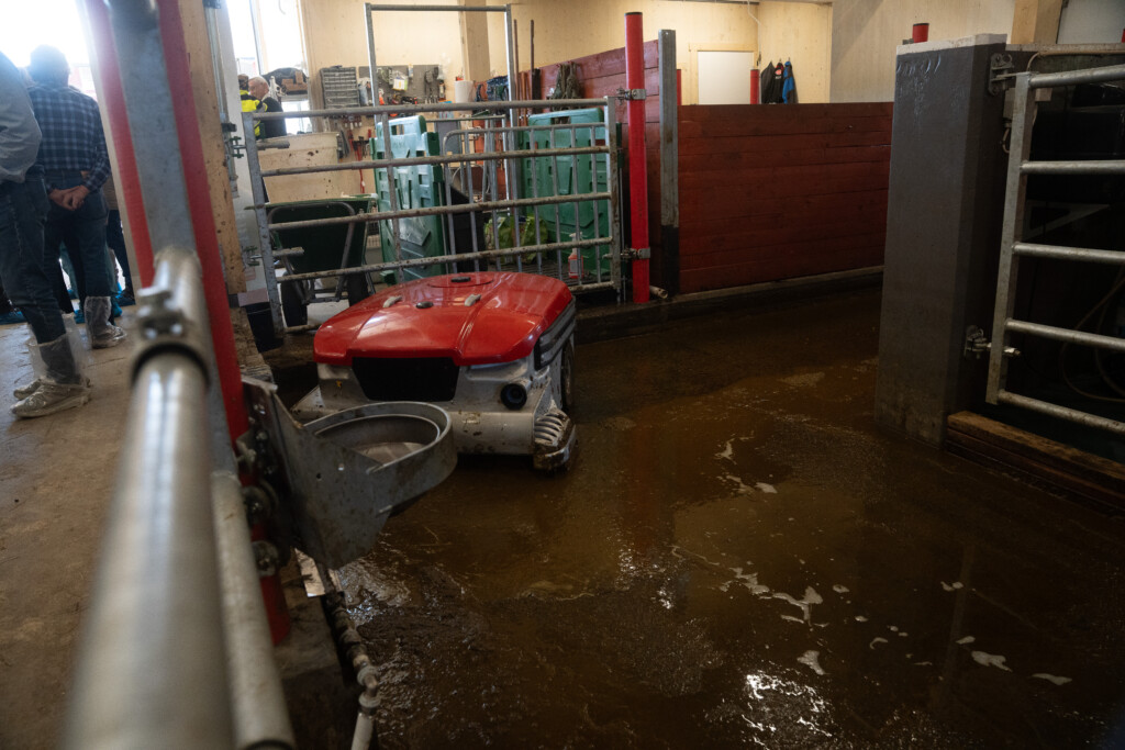 Lely Collector. Åpent fjøs hos Roxana Stangebye. Sigdal, mai 2026