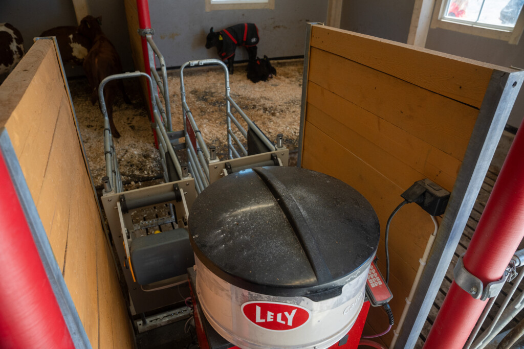 Lely Calm kalvedrikkautomat. Åpent fjøs hos Roxana Stangebye. Sigdal, mai 2026
