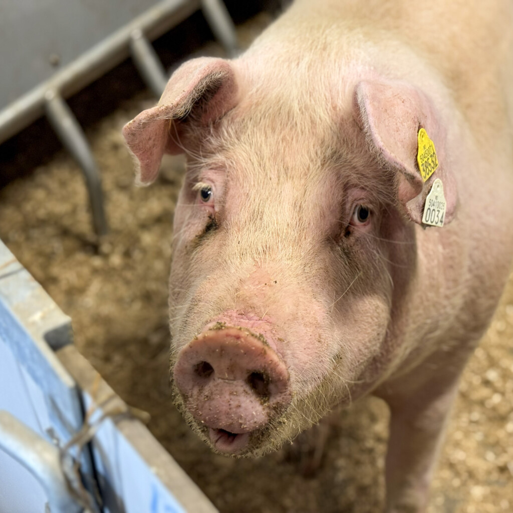 Brede Bacon. Mai, 2025